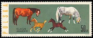 Horse breeds . Postage stamps of Poland.